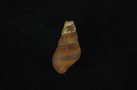 藏品(川蜷)的圖片